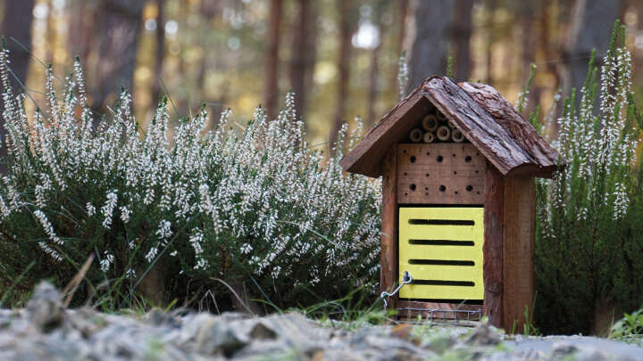 Marienkäfer- und Bienenhaus
